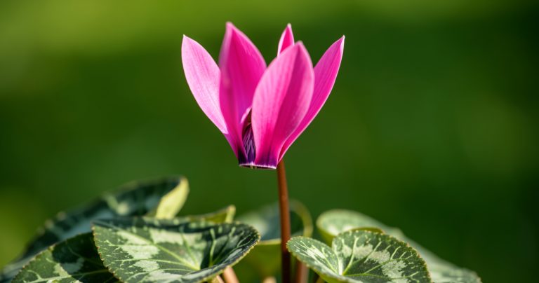 Cyclamen : guide complet d’entretien, plantation et soins (2026)